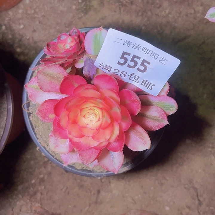 555倾城多肉植物