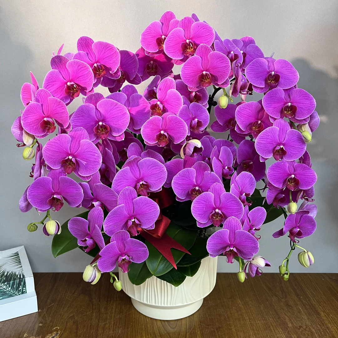 （恭喜发财））乔迁开业结婚紫红大花好养蝴蝶兰鲜花室内送礼高端花