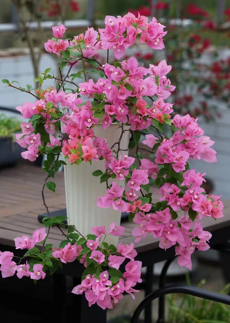 橙粉公主 三角梅 四季开 勤花品种 一物一拍