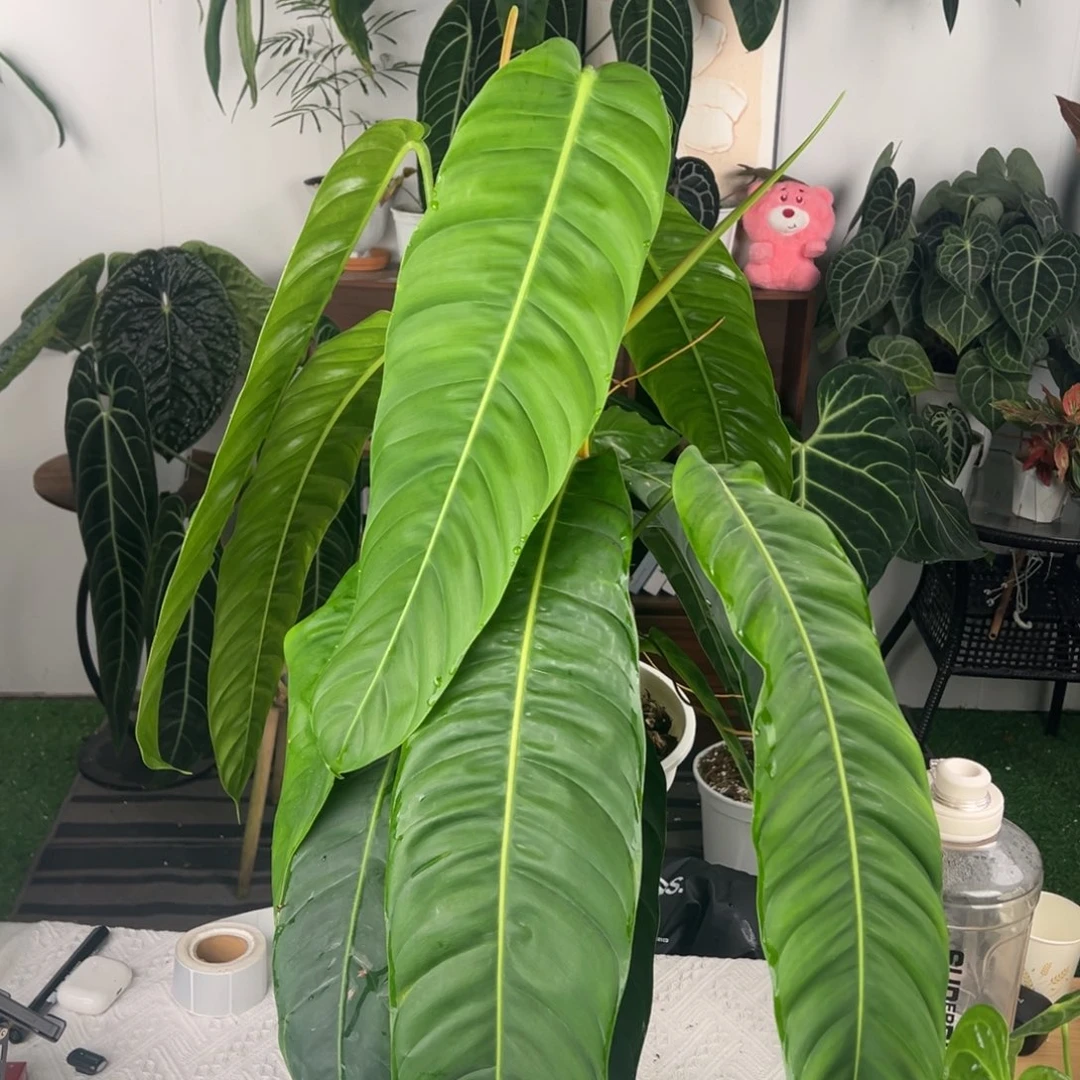 完全开放双头大叶PP蔓绿绒