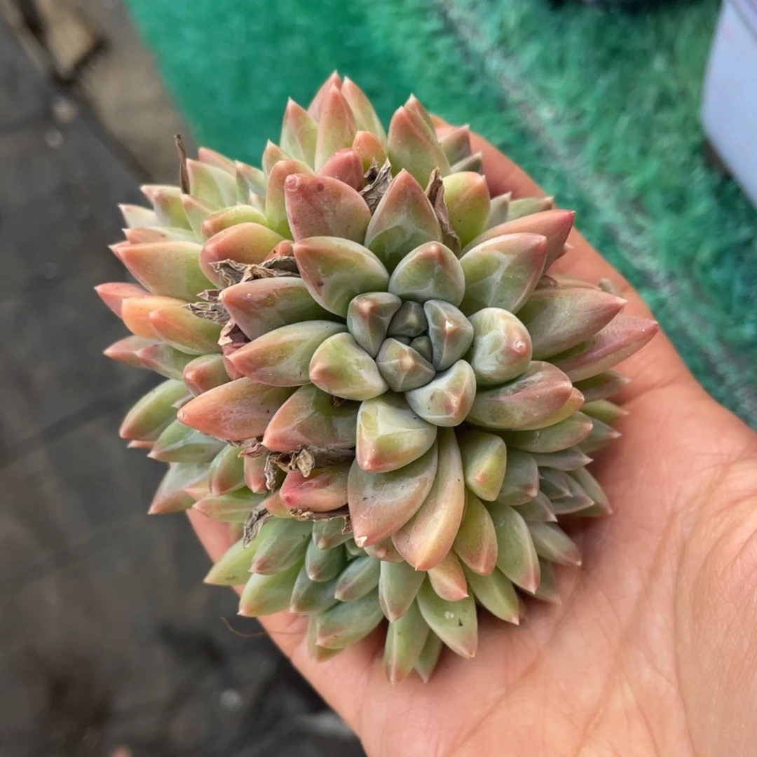 多肉植物盆栽多肉植物