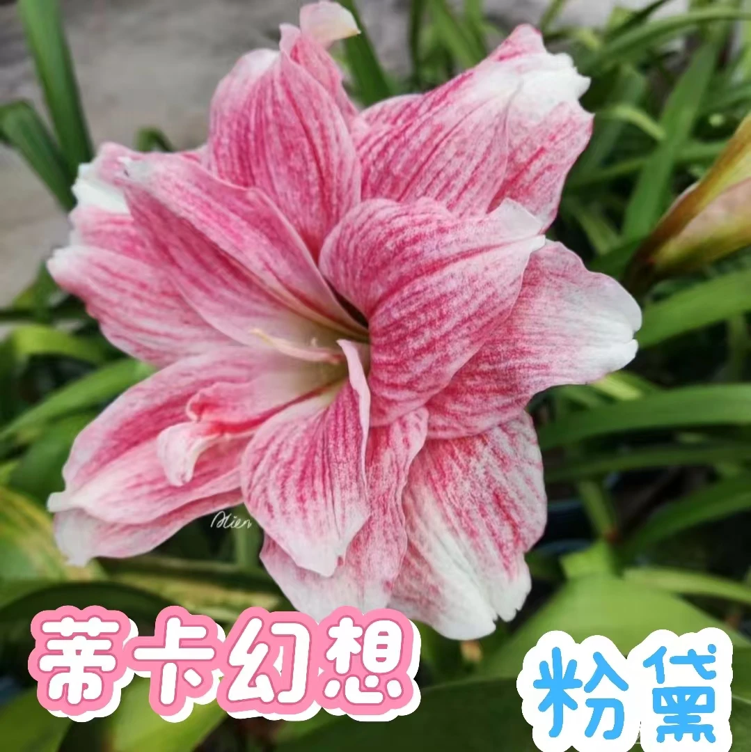 【蒂卡幻想】朱顶红秘鲁粉黛重瓣种球大花浓香室内盆栽四季开花植物