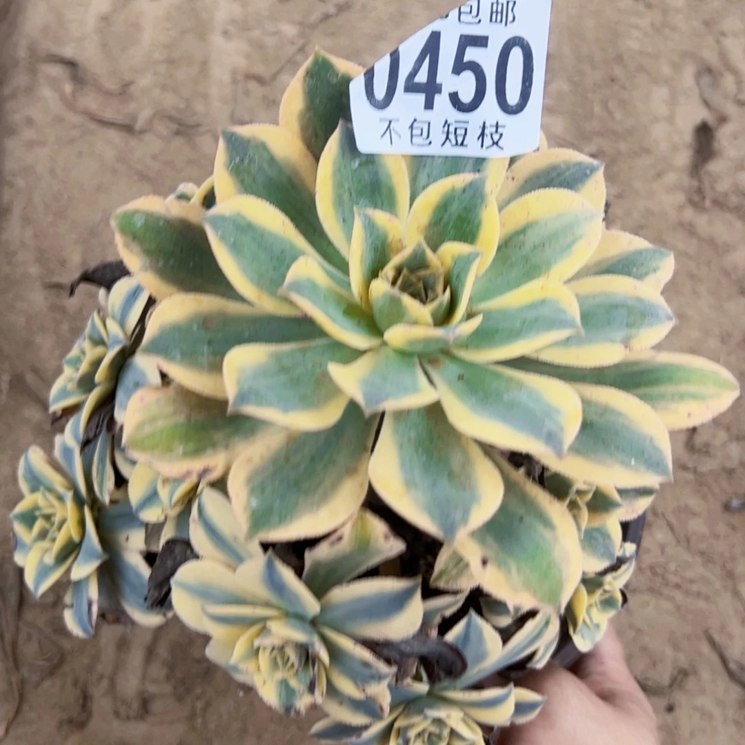 灿烂多肉植物0450