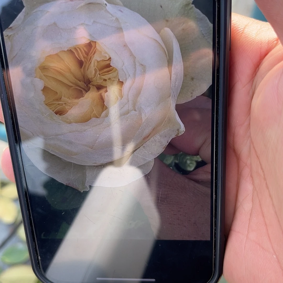 无花朵——-诺娜 福利款