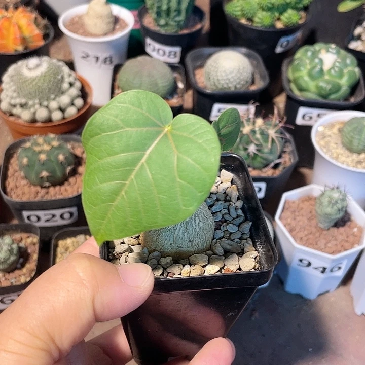 328红脉榕块根植物