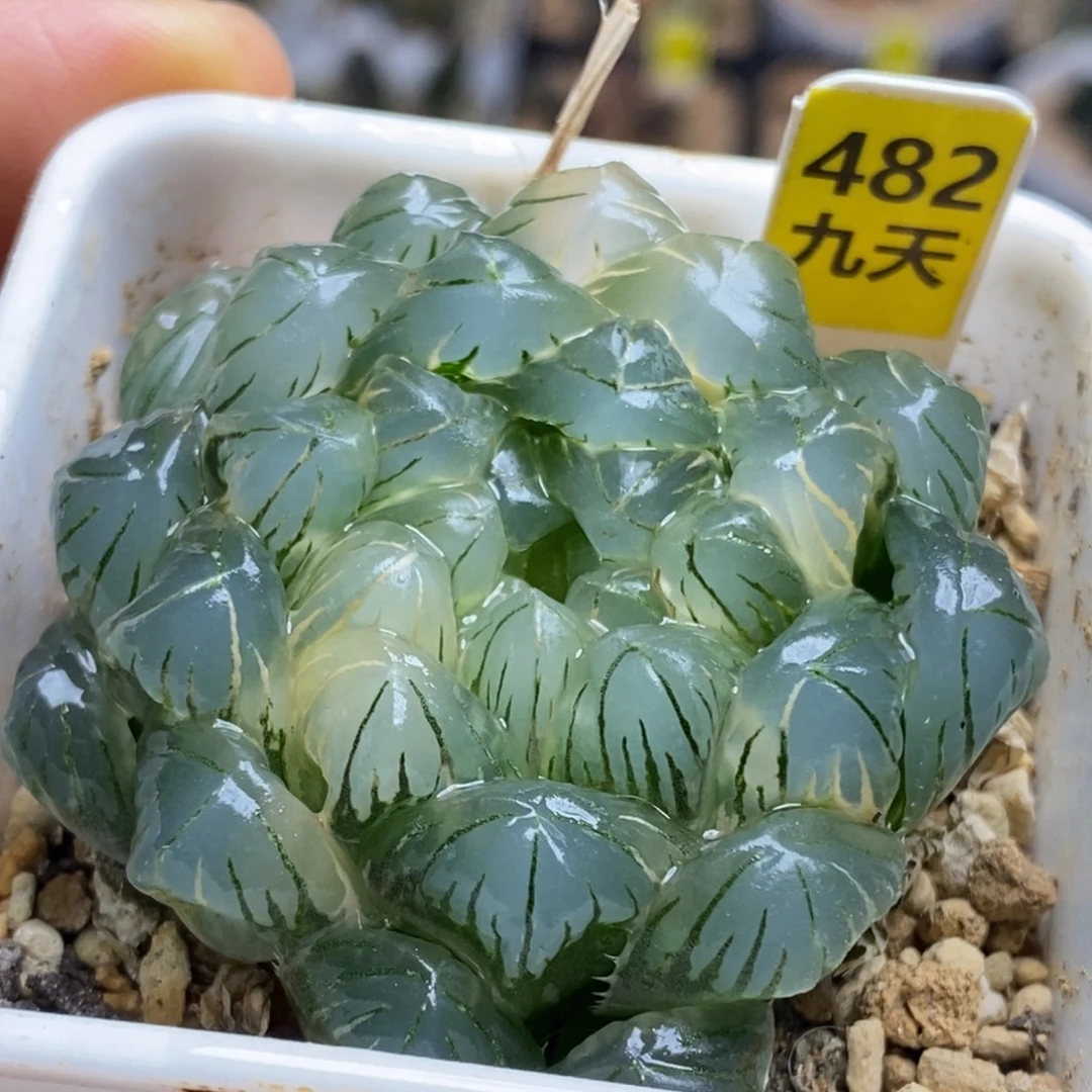 482号实生湖水根系不好
