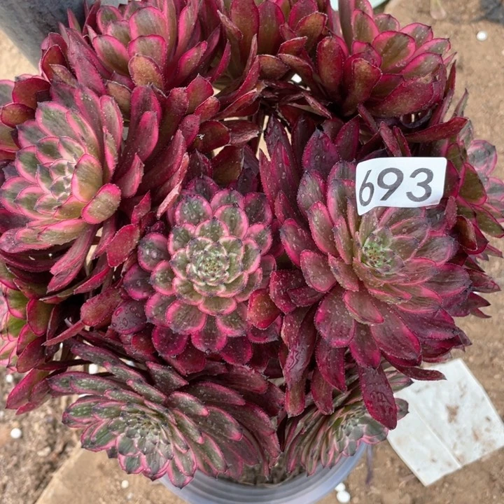 693多肉植物紫霞仙子