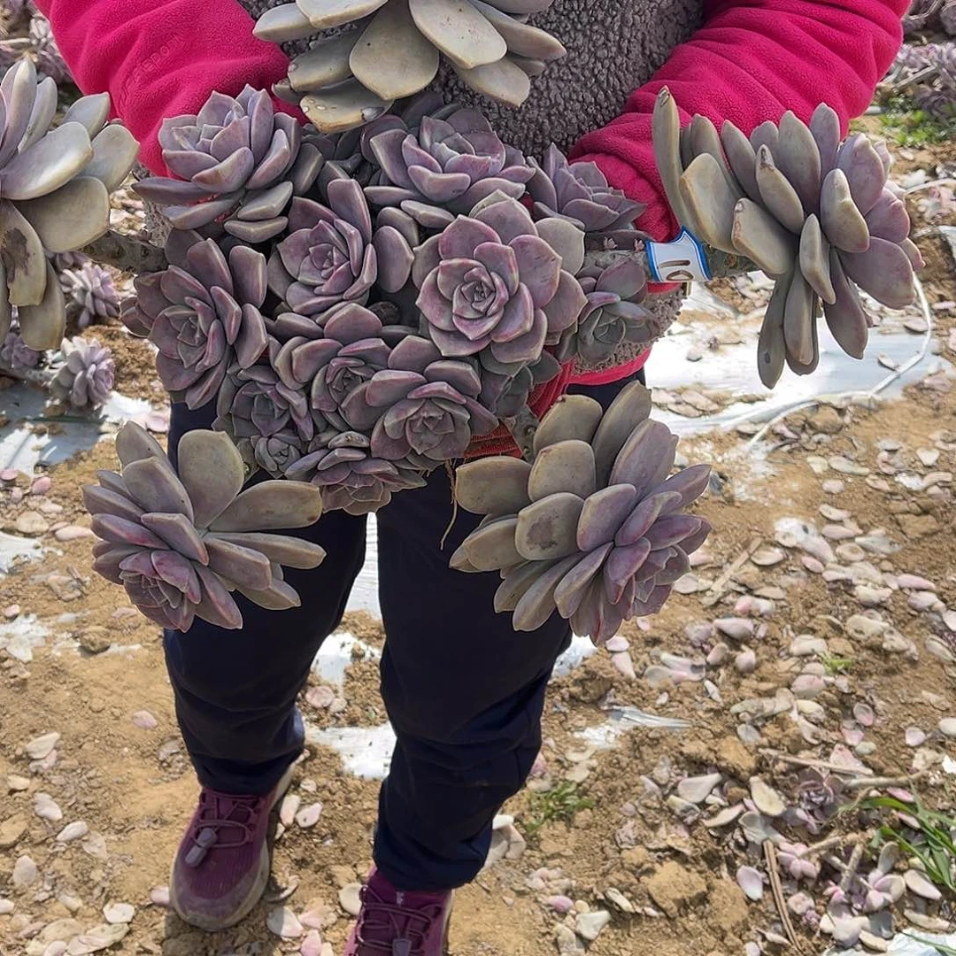 婷***儿10号大紫乐一物一拍