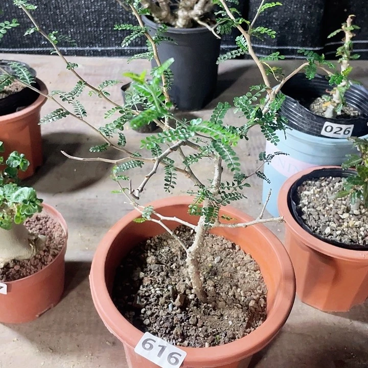 616大象足漆树块根