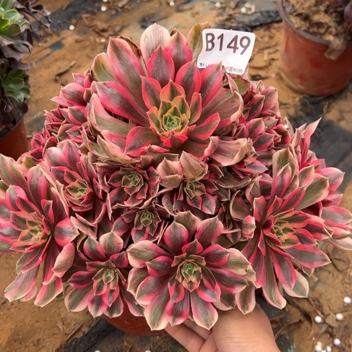 女妖多肉植物149.