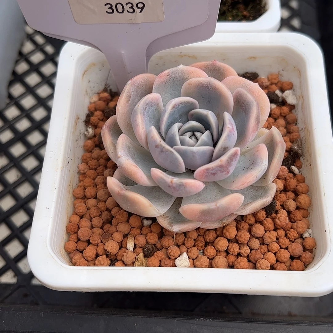 3039号汉堡多肉植物