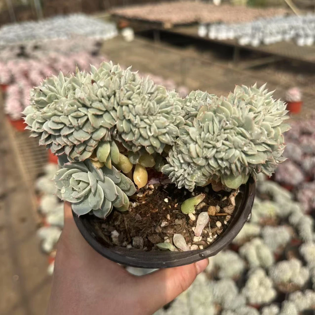 蓝巴黎雪域缀 多肉植物云南基地直发货 新手好养活 室内外办公室