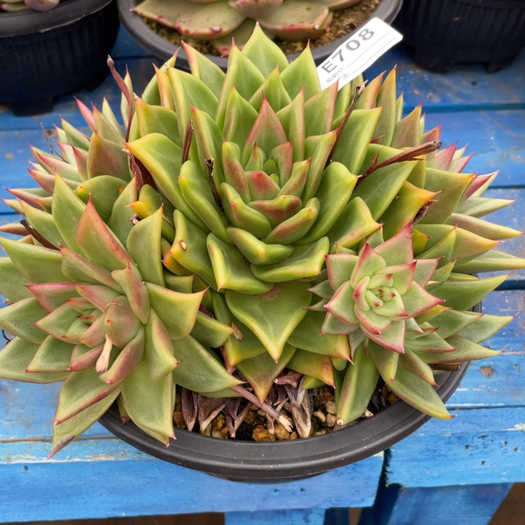无花朵若如东云组拍E708