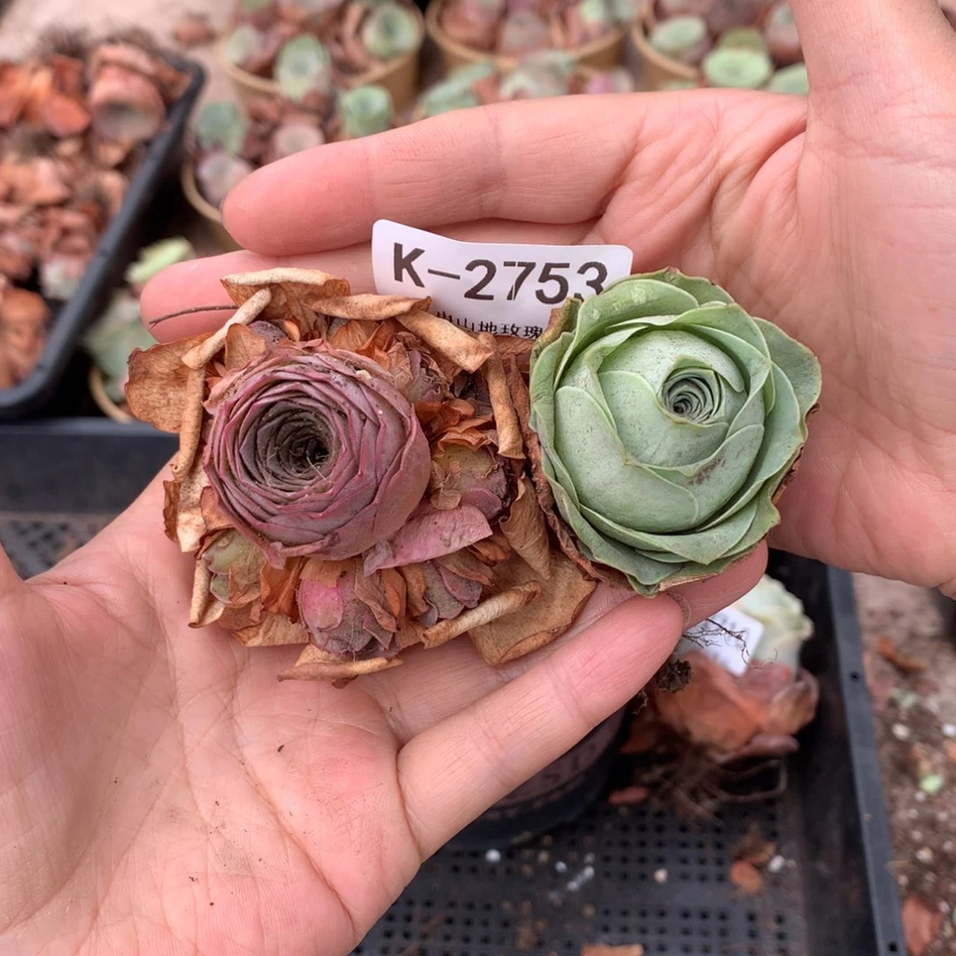 2753福利精品货g vv c