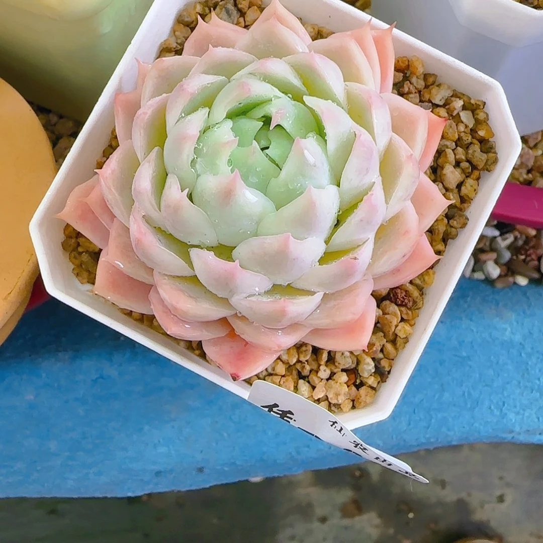 只***婚莎，811、仙农出品