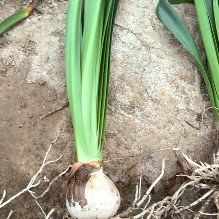 无花朵安吉拉二号包对版