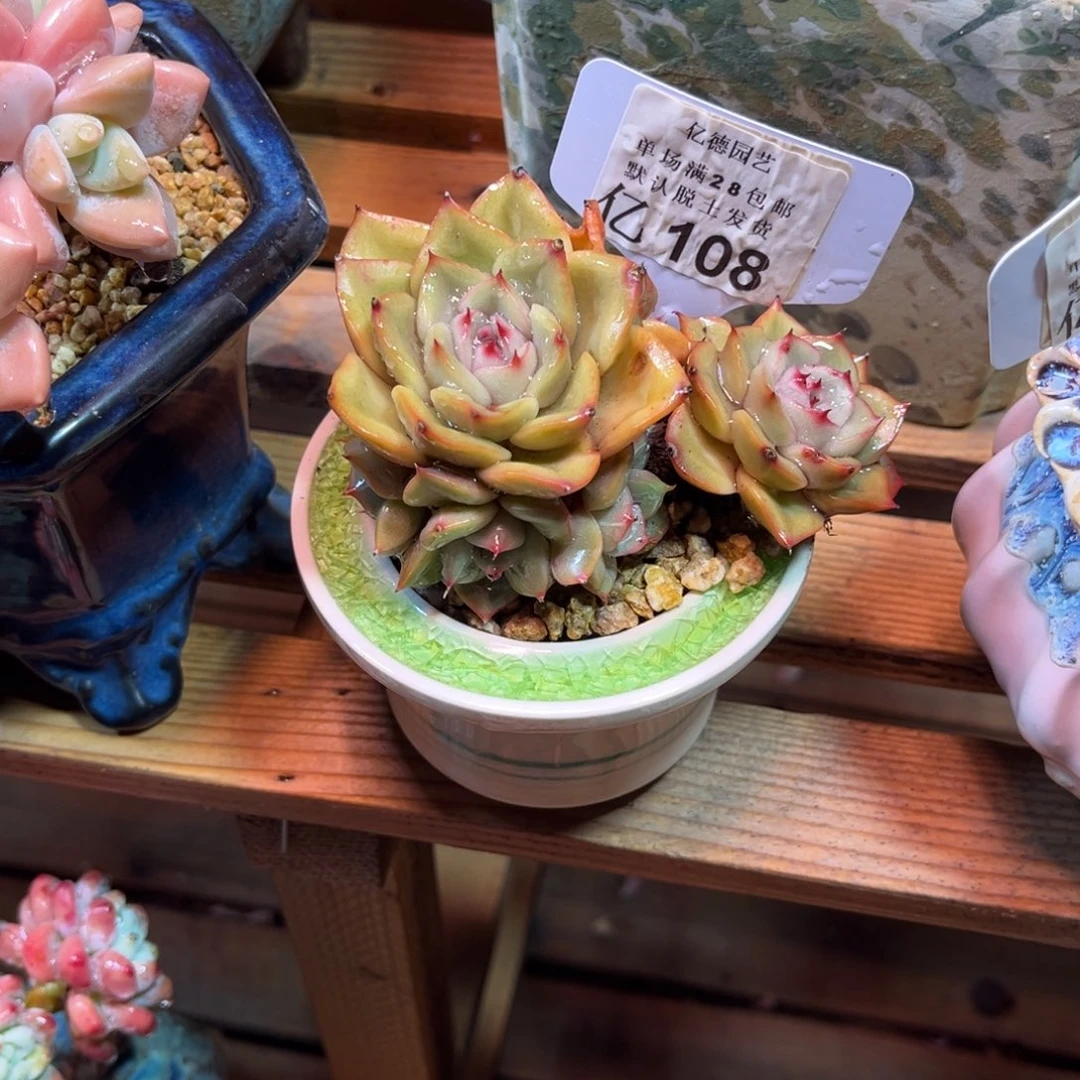 杂交孤品多肉植物huonvnvm
