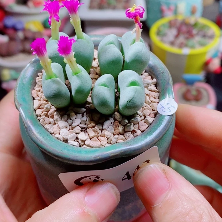 生石花花花花花花443