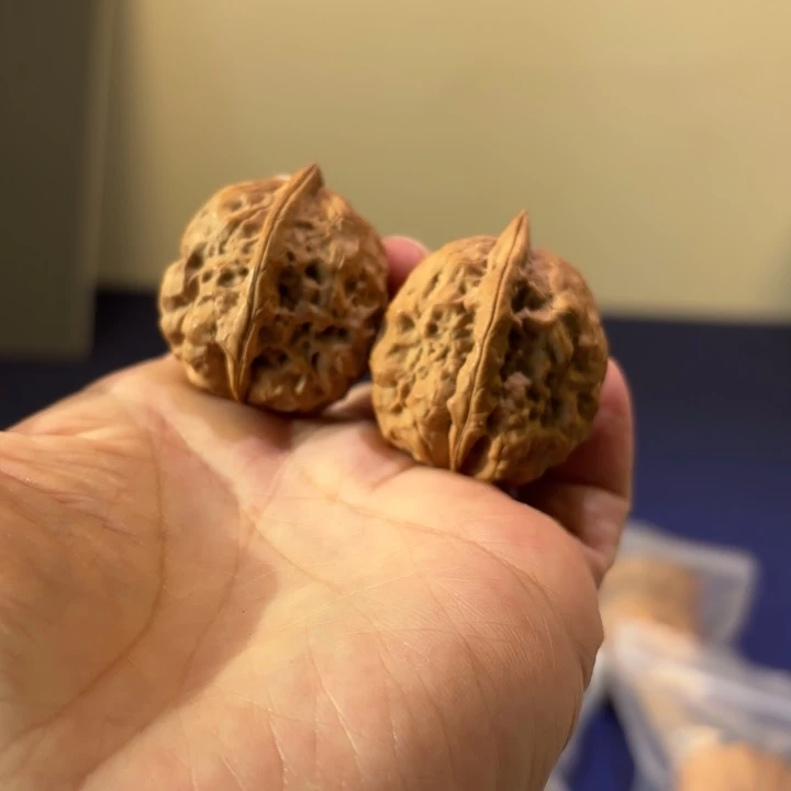 文玩核桃吊坠龙牙石