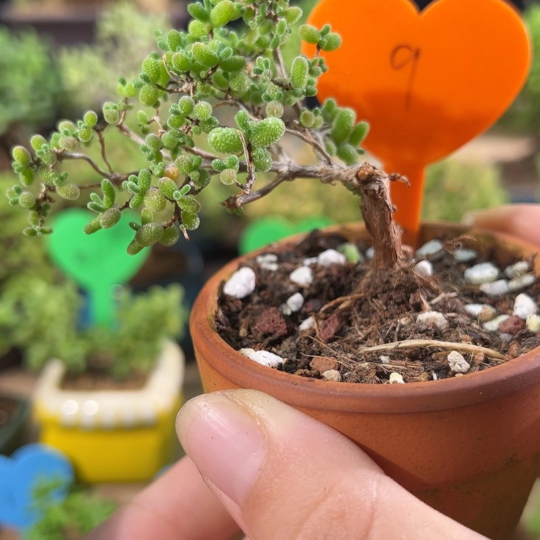 9号 蜜橘小飘枝造型