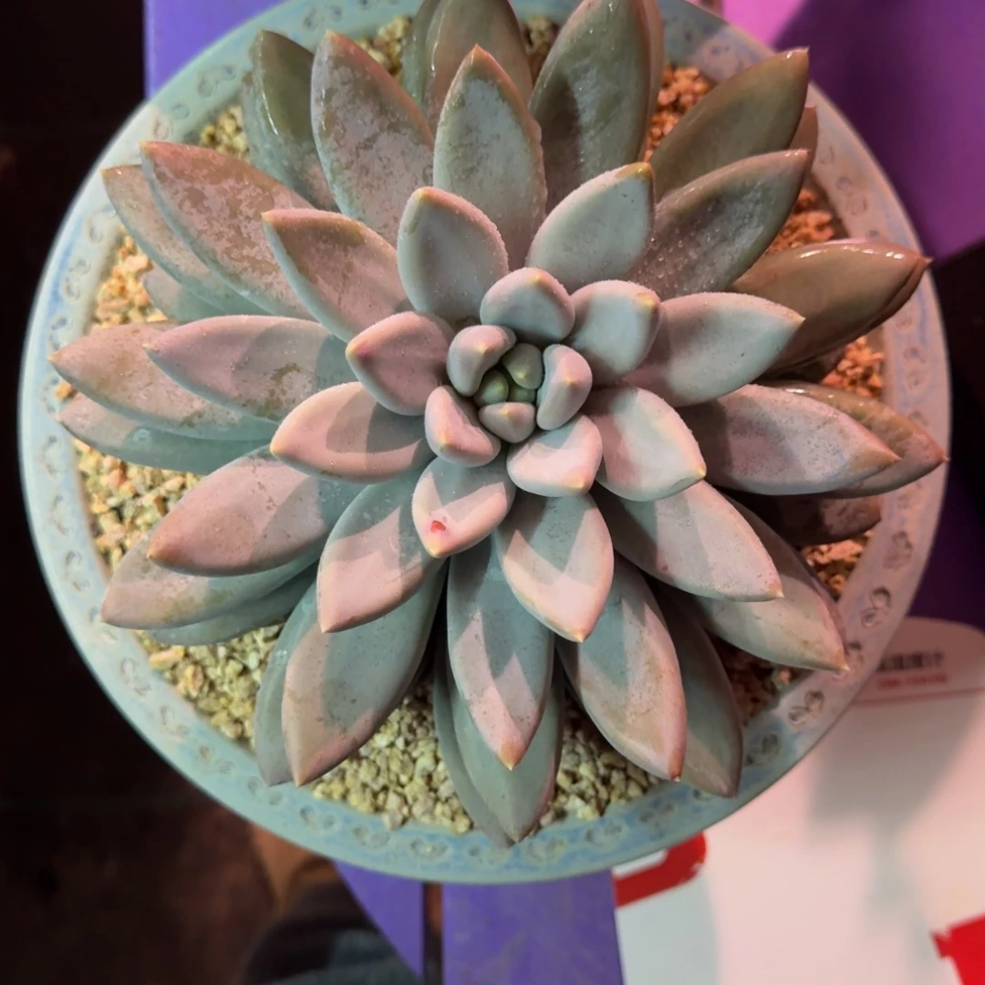 焦糖体 哥特 单头 23cm