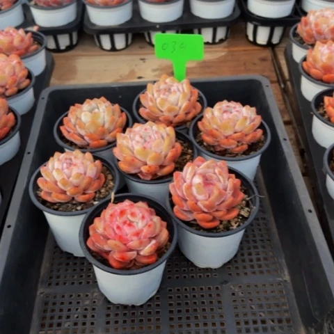 组合套餐编号39号