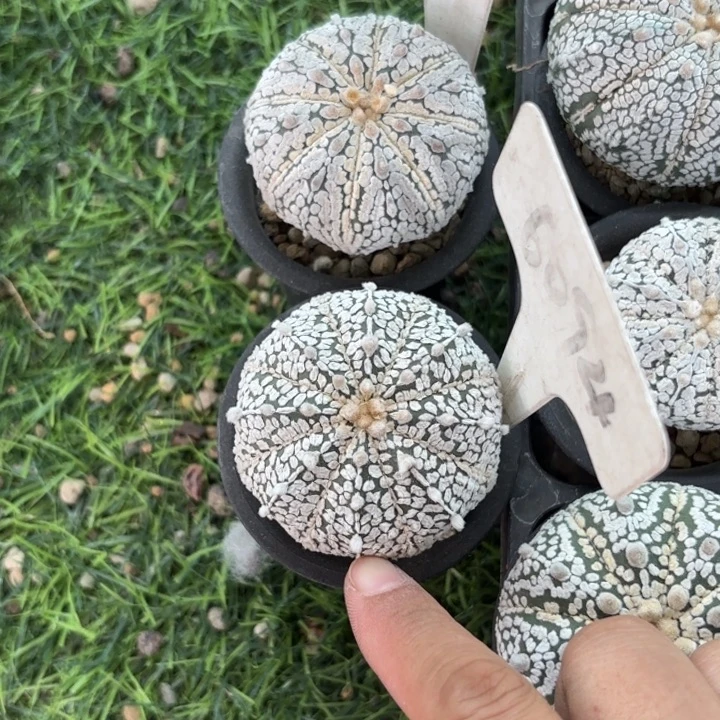 9980 6094二个实生好养