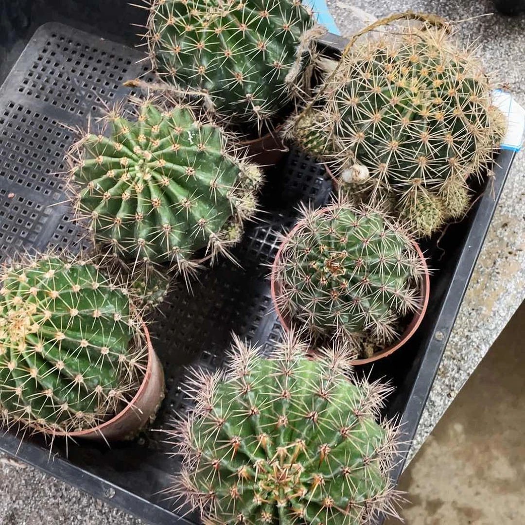阿*哥六颗彩草仙人球