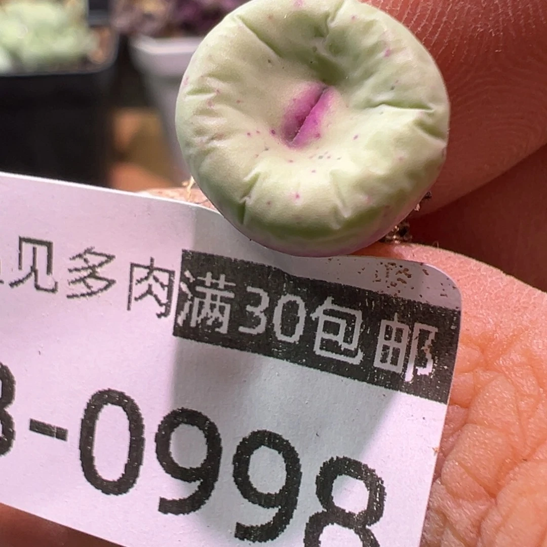 多肉植物1111111111111111111