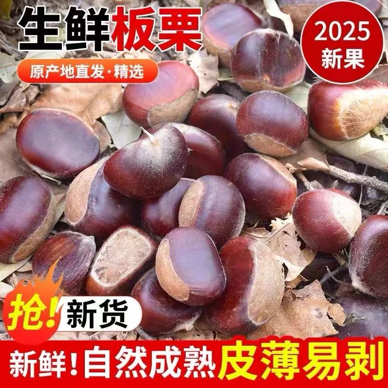 新鲜现摘高山板栗粉糯香甜颗颗饱满美味