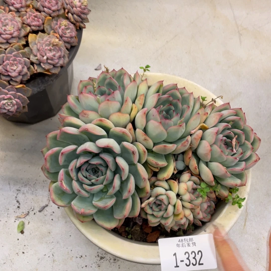 黑大帅多肉1-332荷花