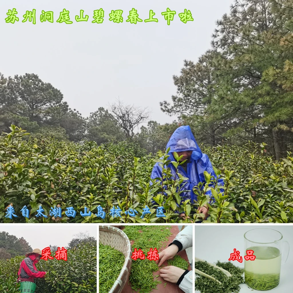 苏州特产  洞庭（山）碧螺春正当时  卷曲如螺 浑身批毫 滋味鲜爽