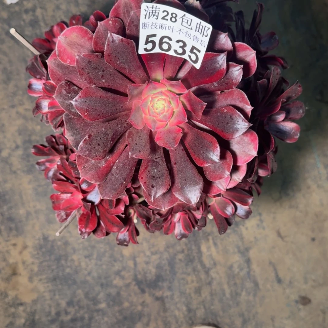 5635美杜莎杆歪多肉zhiwu