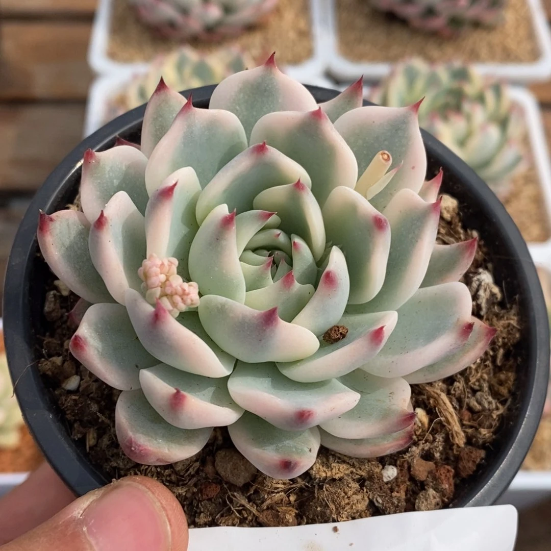 大*满吉娃娃锦多肉植物