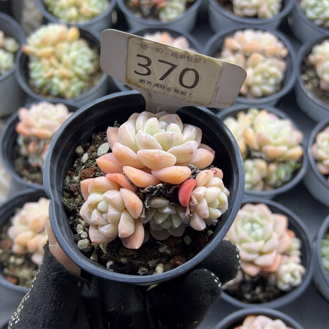 红陶小**果370号多肉植物