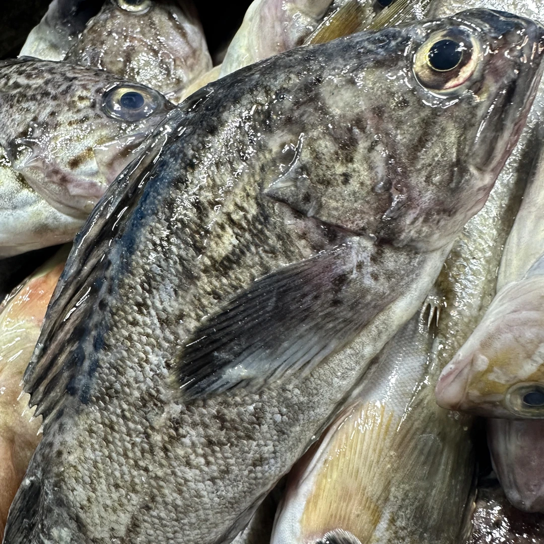 大连小船野生小黑鱼 四斤 顺丰包邮