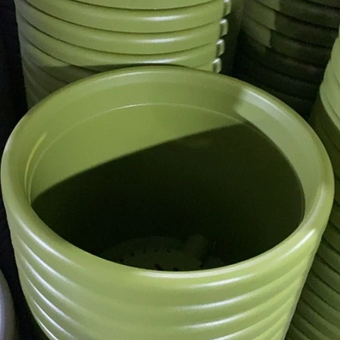 树脂四季4号果绿无托8个特价