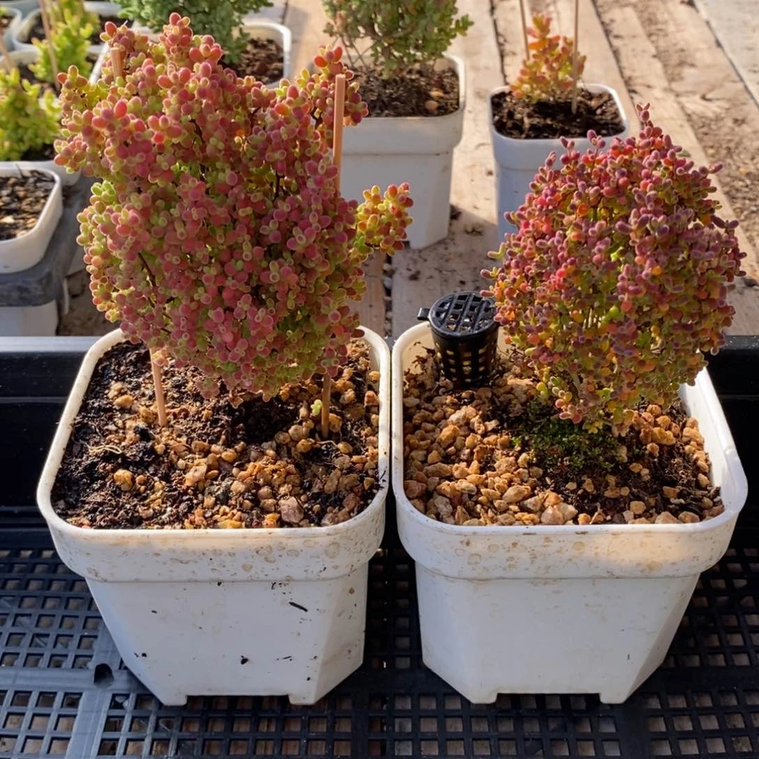 枝干番杏多肉植物128