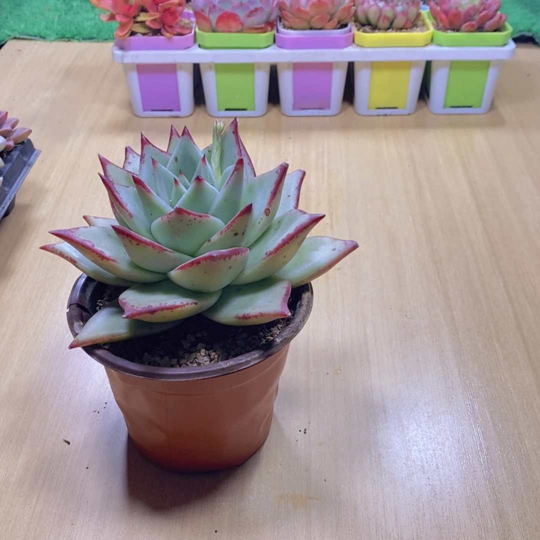 无花朵多肉植物乌木110