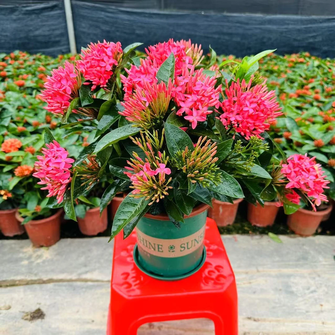 耐晒耐热粉色龙船花盆栽四季开花带花苞适合庭院阳台室外绿植