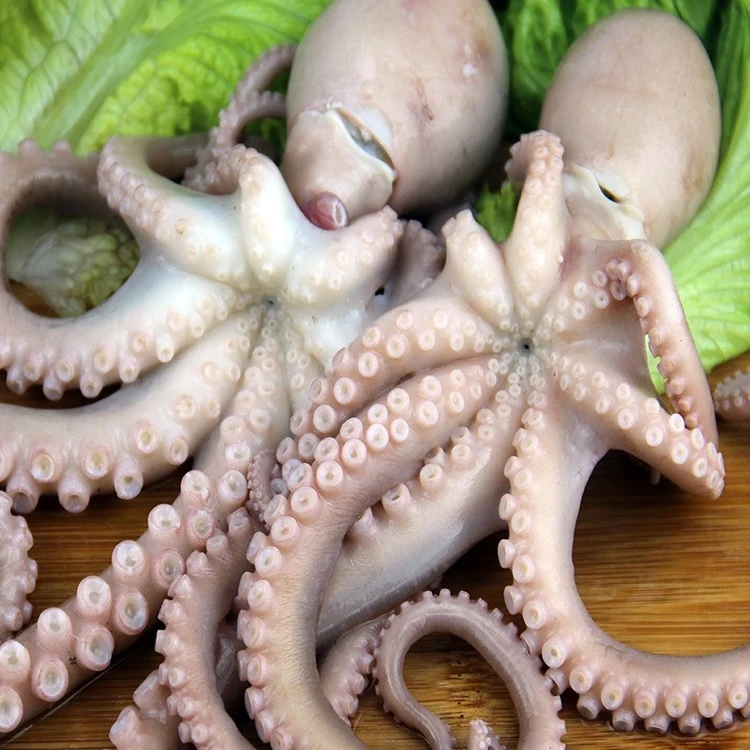小林生鲜 海捕八爪鱼1.5kg