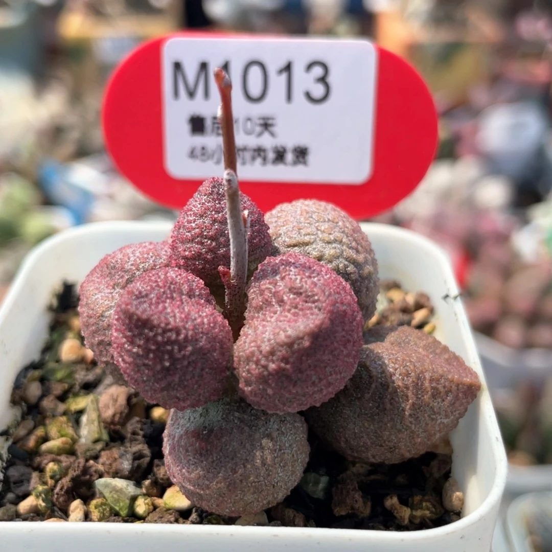 小*     福利。   1013。