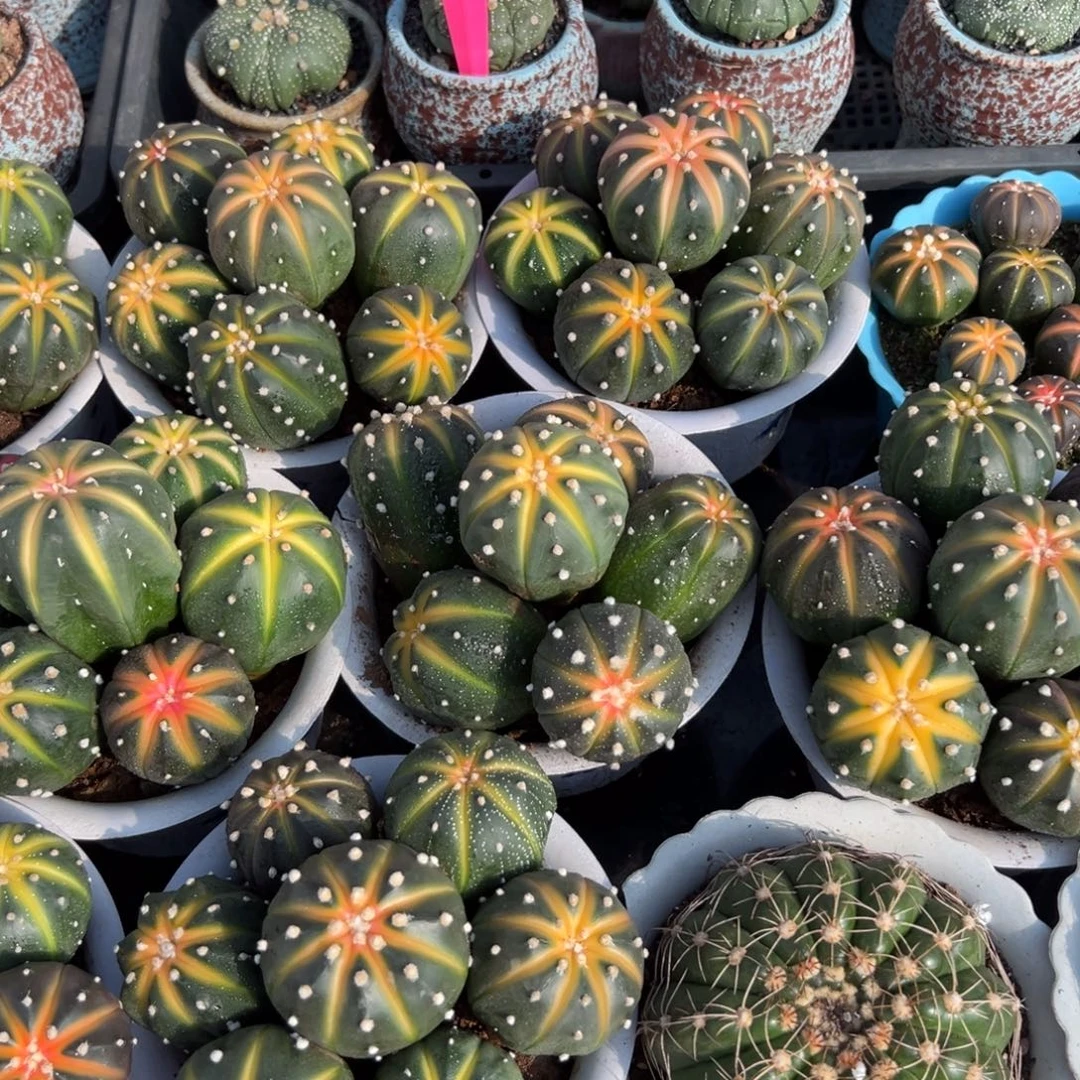 南瓜兜群随机一颗。