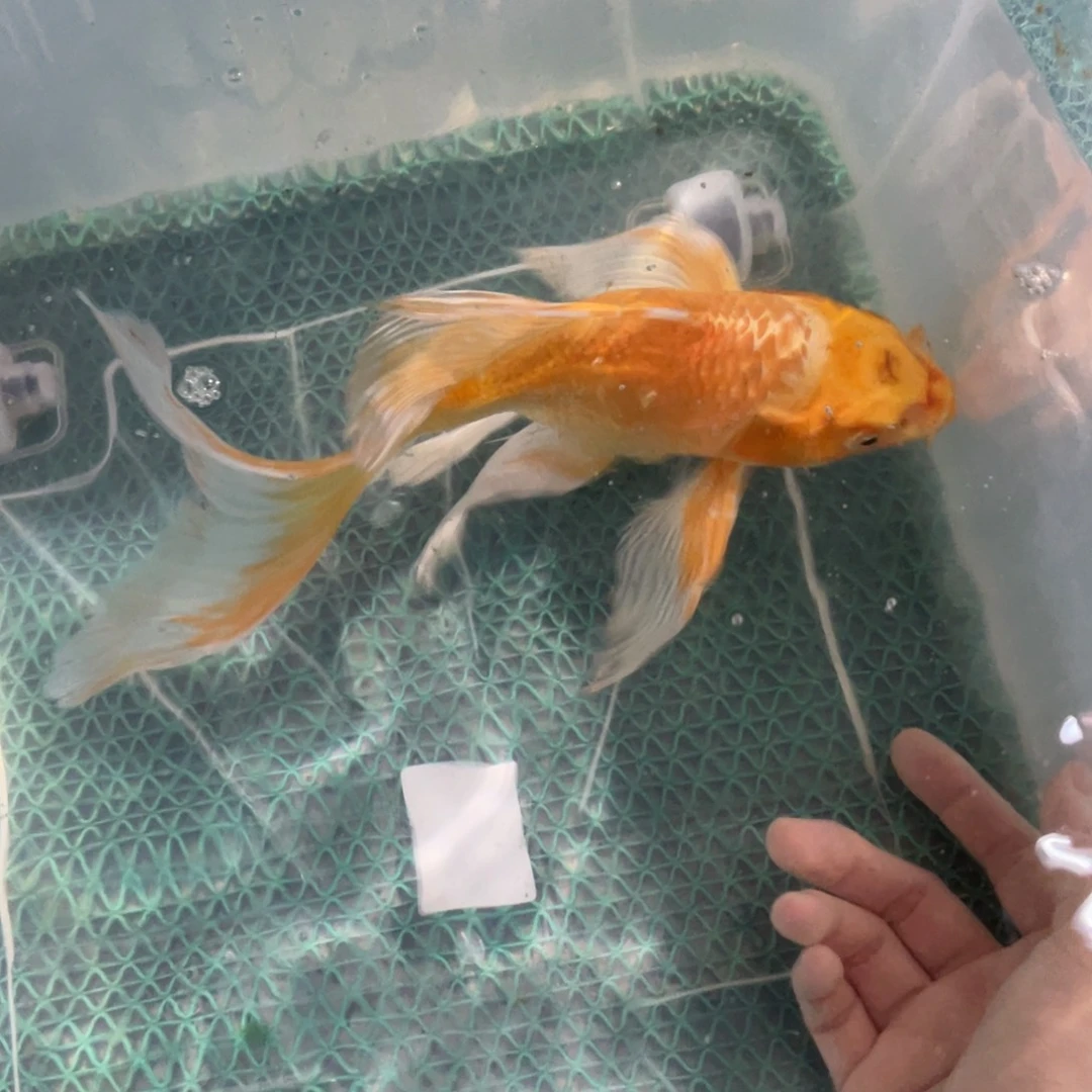 锦鲤锦鲤锦鲤蝴蝶鲤鱼