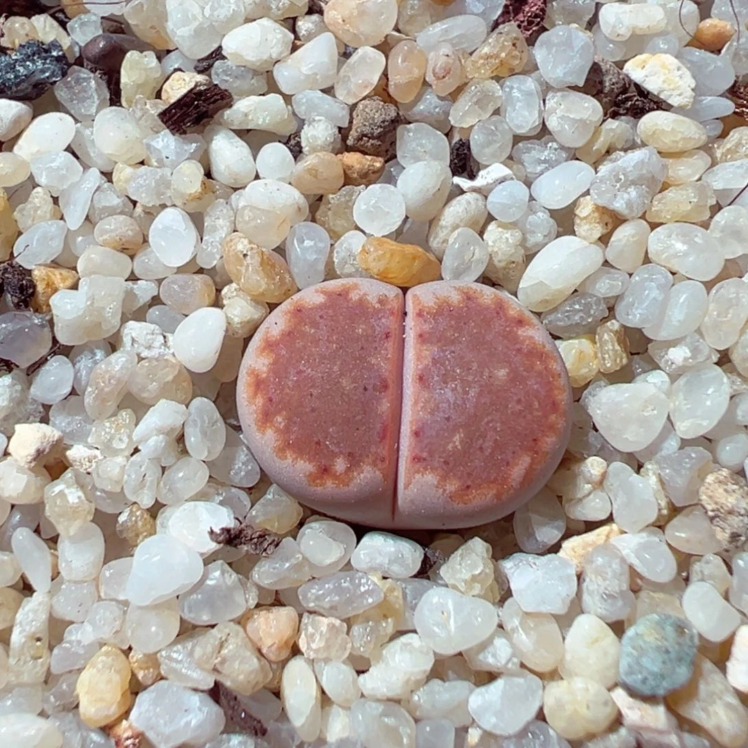 1126-560多肉多肉218a饼干