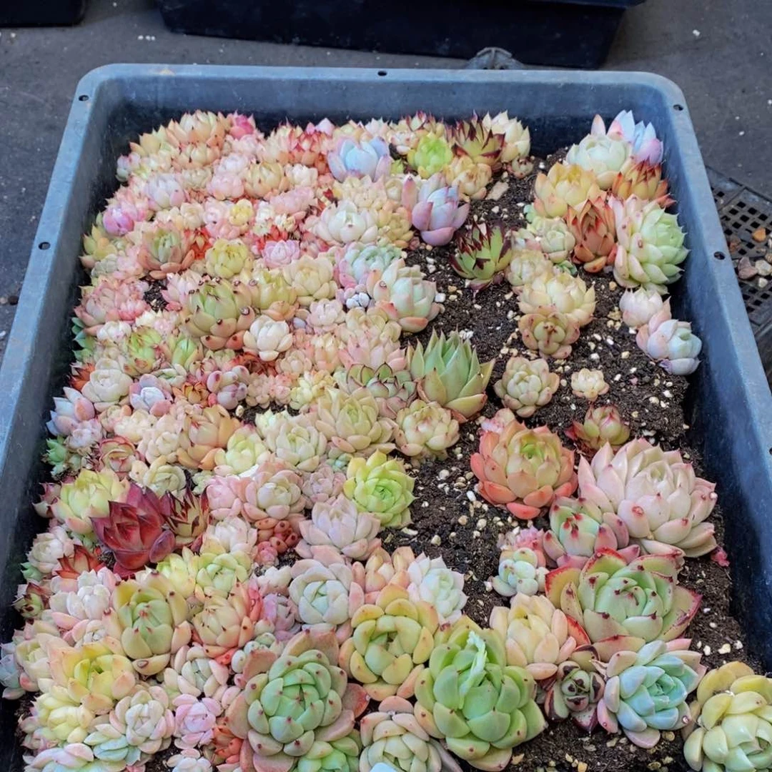 884多肉植物保护研究所所长助理