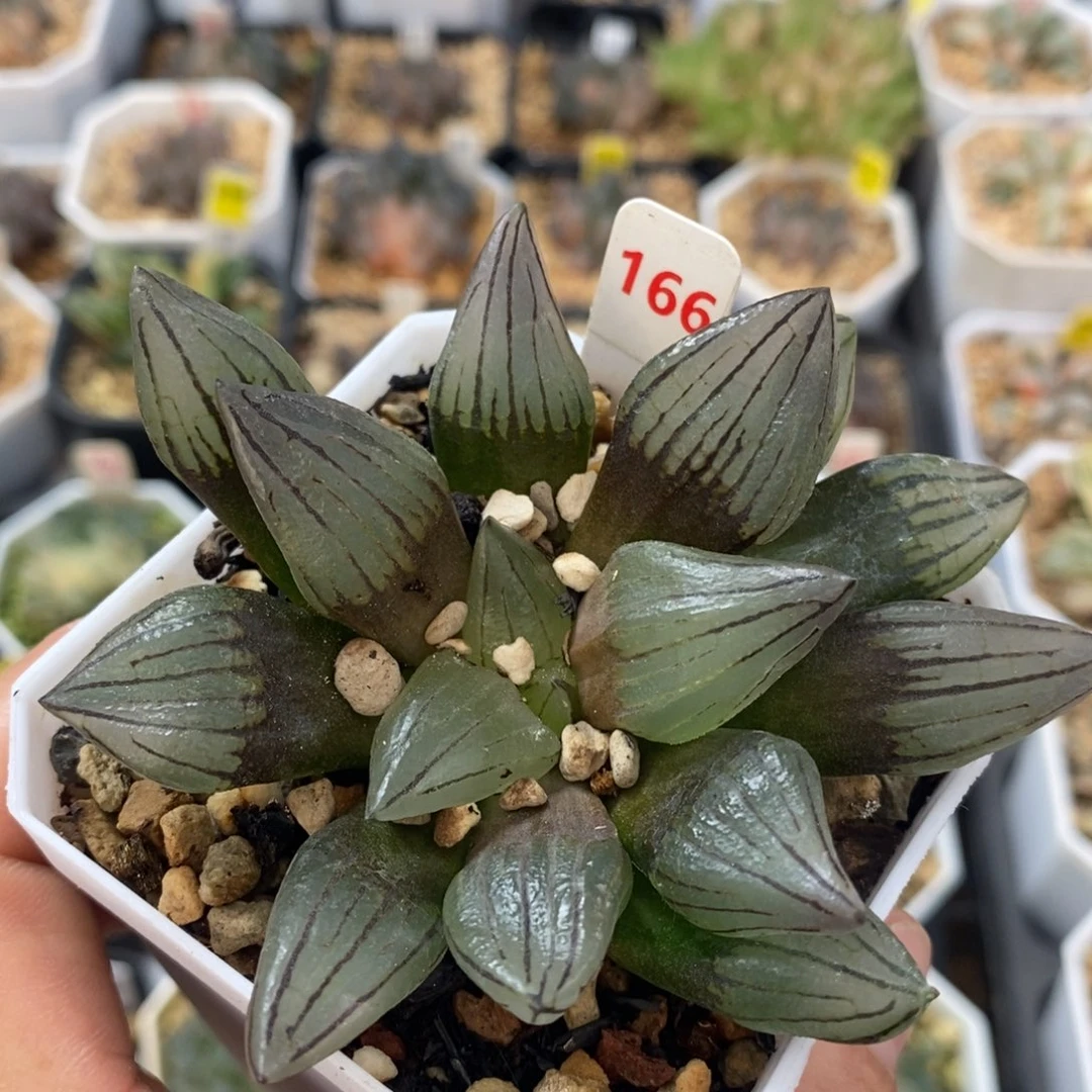 166黑白西瓜十二卷