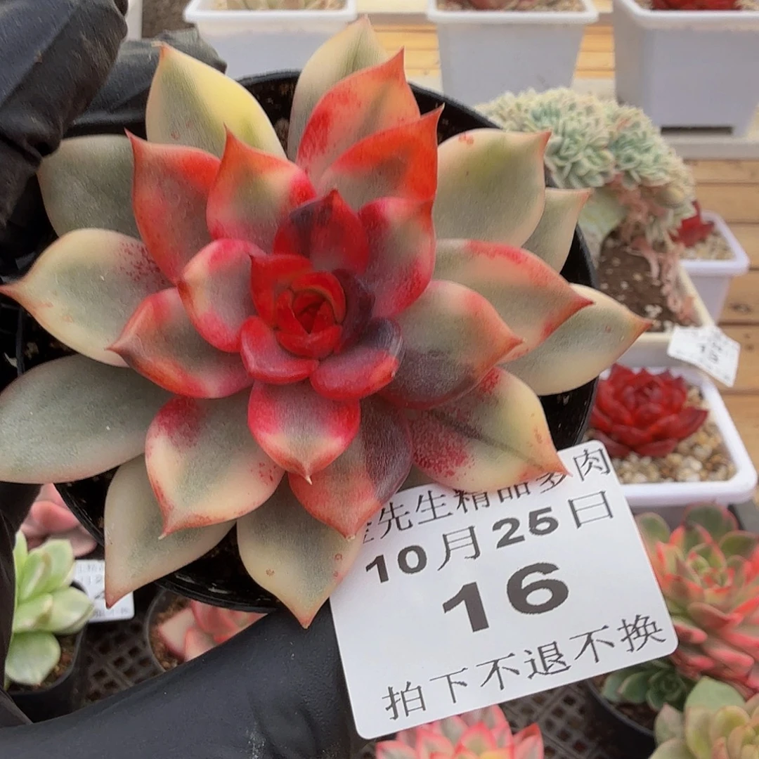 1025-16火焰山锦单头