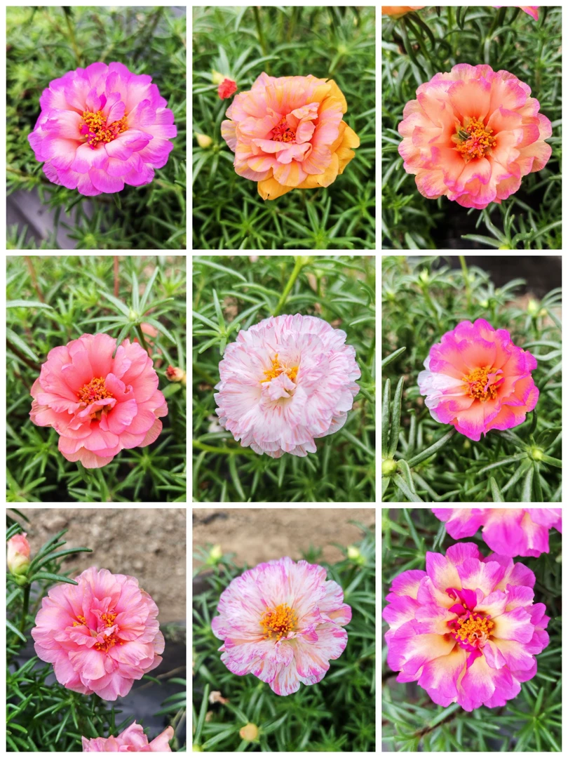 结种子太阳花宿根太阳花阔叶太阳花重楼太阳花无根枝条