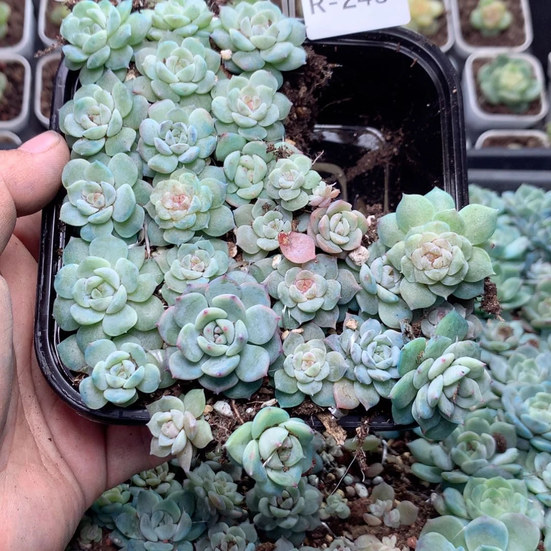 无花朵R245英语英语